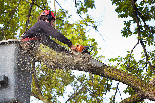 Residential Tree Removal in Kalispell, MT